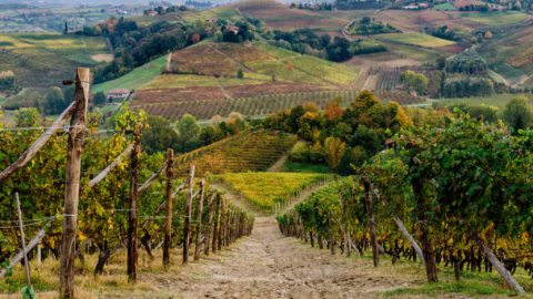 Il territorio di Langhe e Roero, Patrimonio Unesco