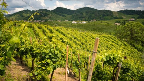 Colline Prosecco Valdobbiadene