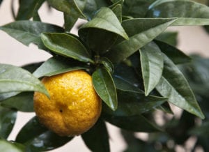 Ricette di una volta: il chinotto di Savona sciroppato ...