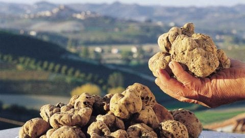 tartufo bianco di alba