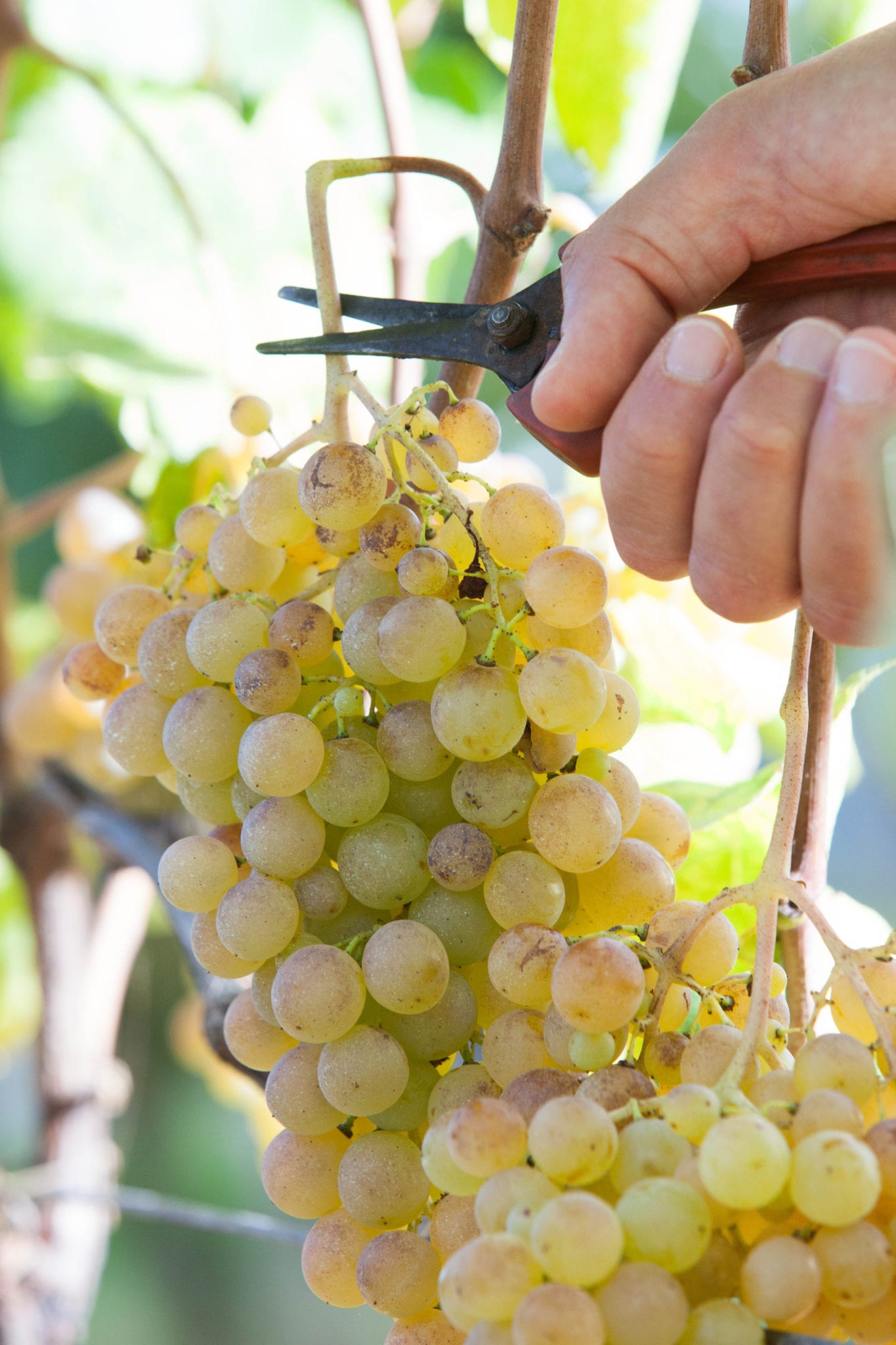 Gavi, vendemmia di uva Cortese © Cristian Castelnuovo