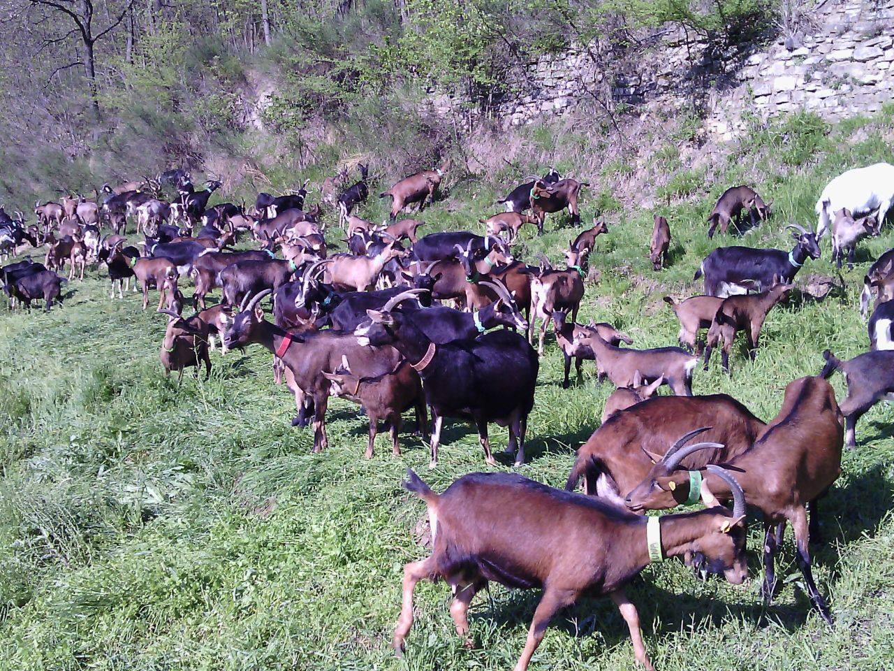 Nel disciplinare della Robiola Dop, è evidenziato l' obbligo del pascolo su terreni aperti per gli animali. Ogni pascolo disponibile per un preciso numero di capi. E solo razze autoctone.