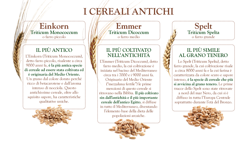 I tre tipi di cereali antichi Waldkorn (credits Waldkorn)