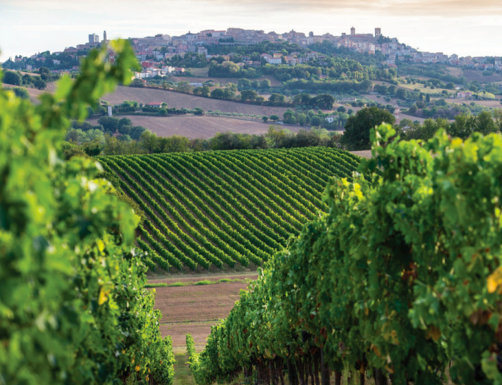 cantine vigneti Umani Ronchi