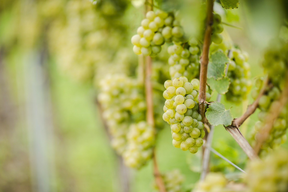 vini bianchi dell'alto adige