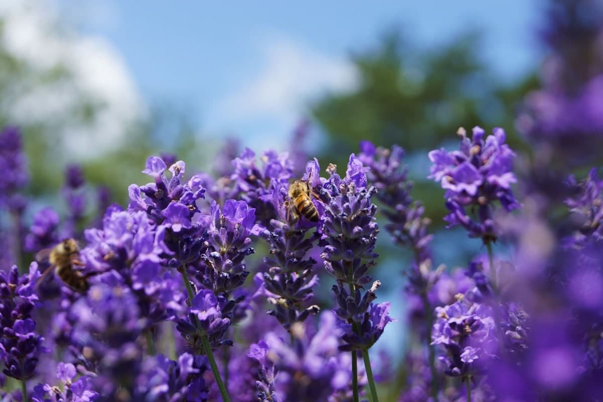 Giornata mondiale delle api: come fare una bomba di fiori