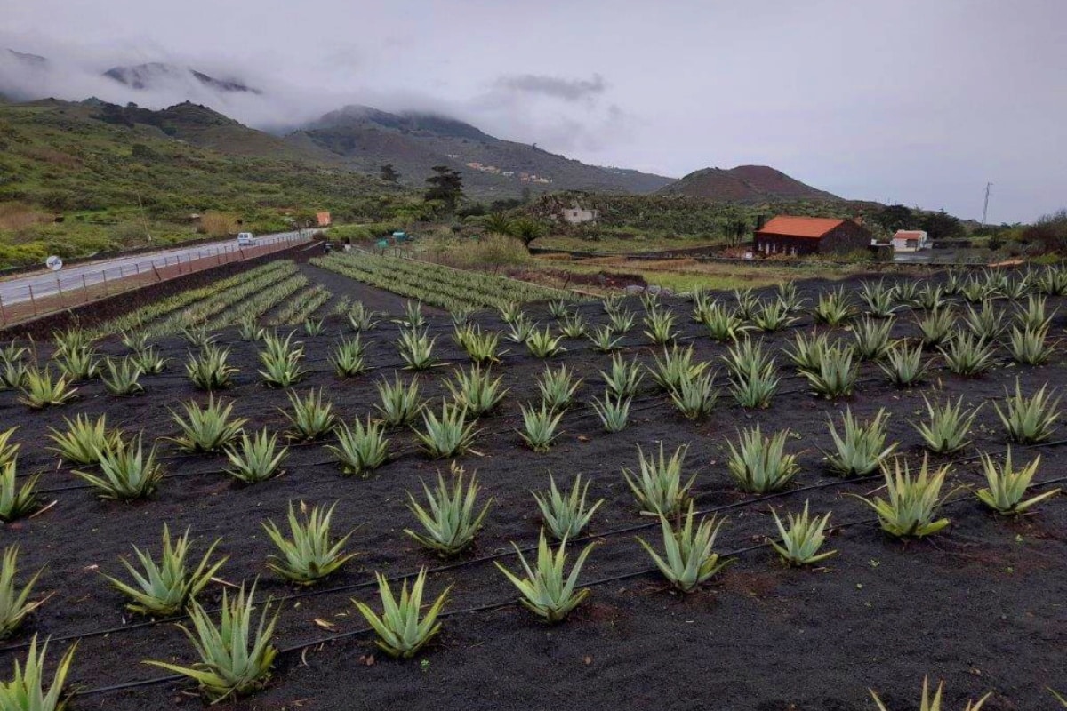 prodotti-tipici-canarie