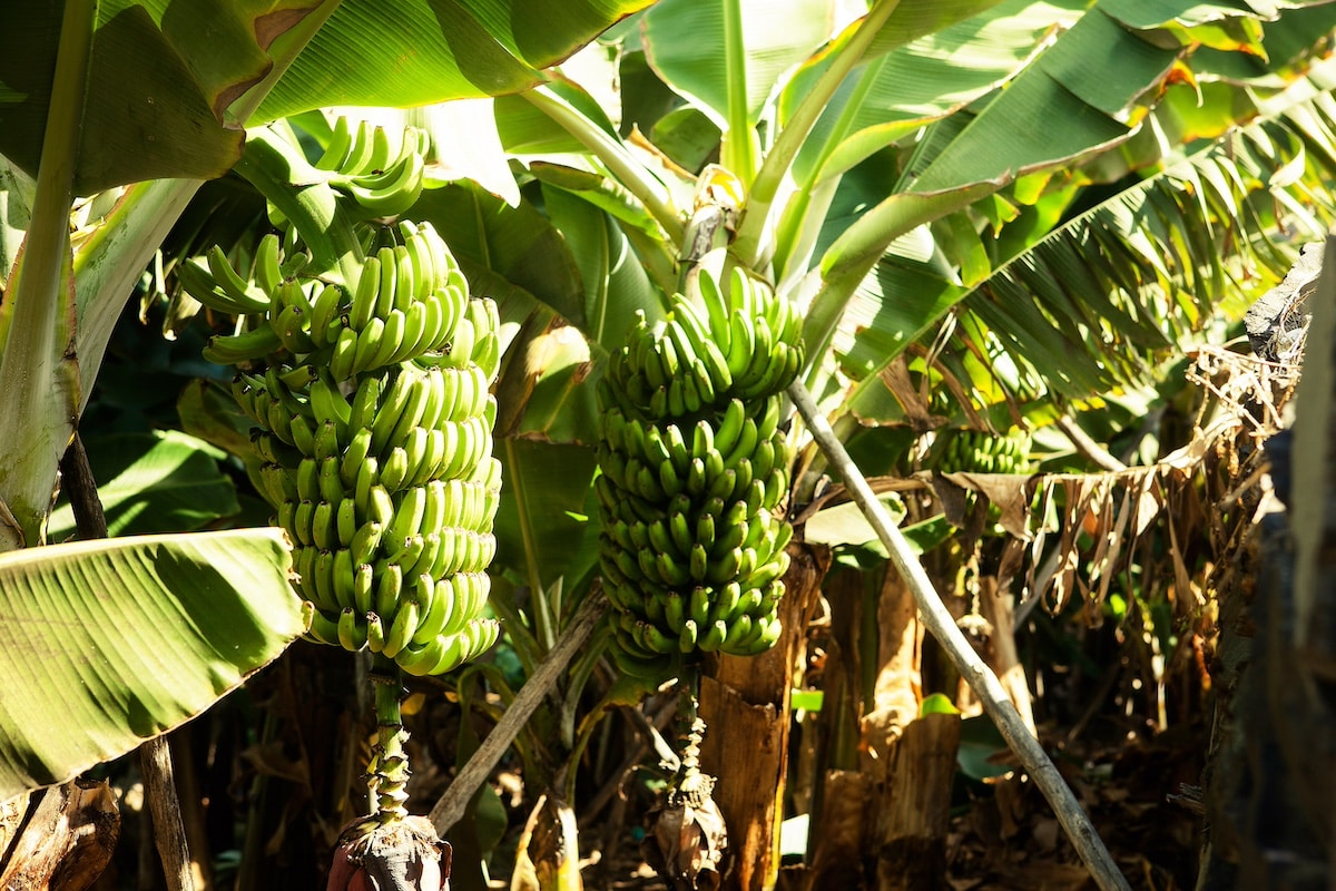 prodotti-tipici-Canarie-Plataneras