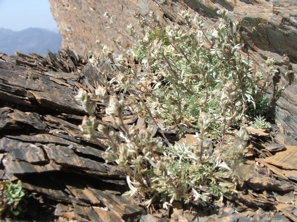 artemisia alpina