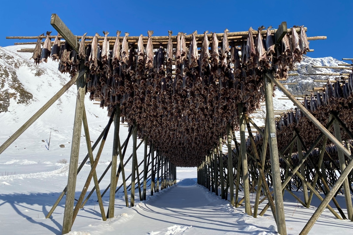 stoccafisso-pesce-lofoten